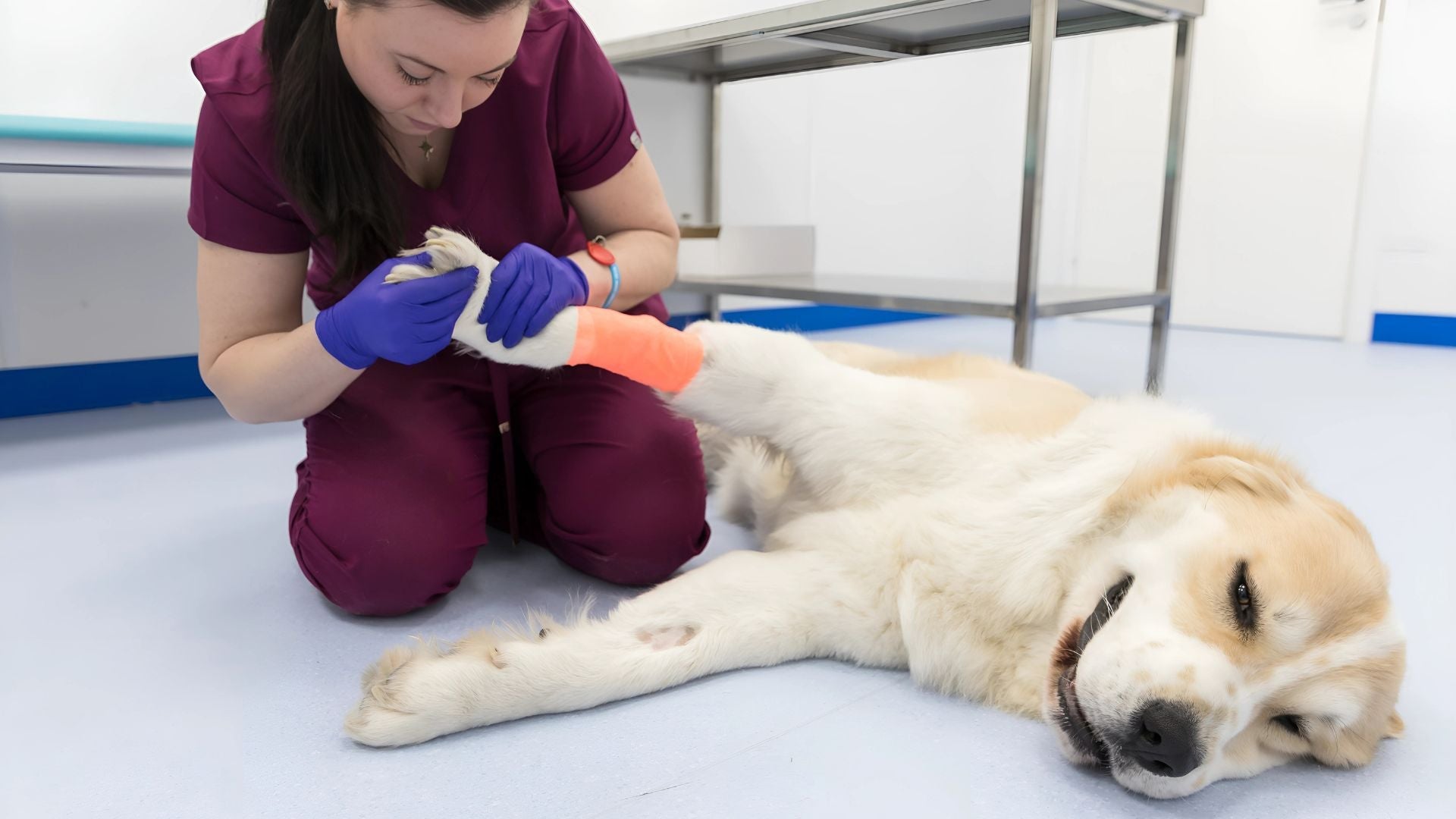 Dog Arthritis Supplements