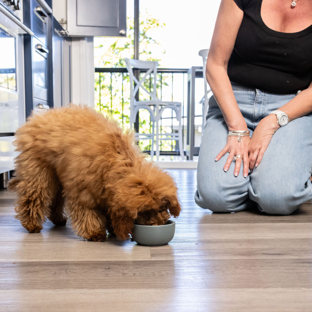 Dog Meal Topper - Turmeric with Probiotics (Vegan)