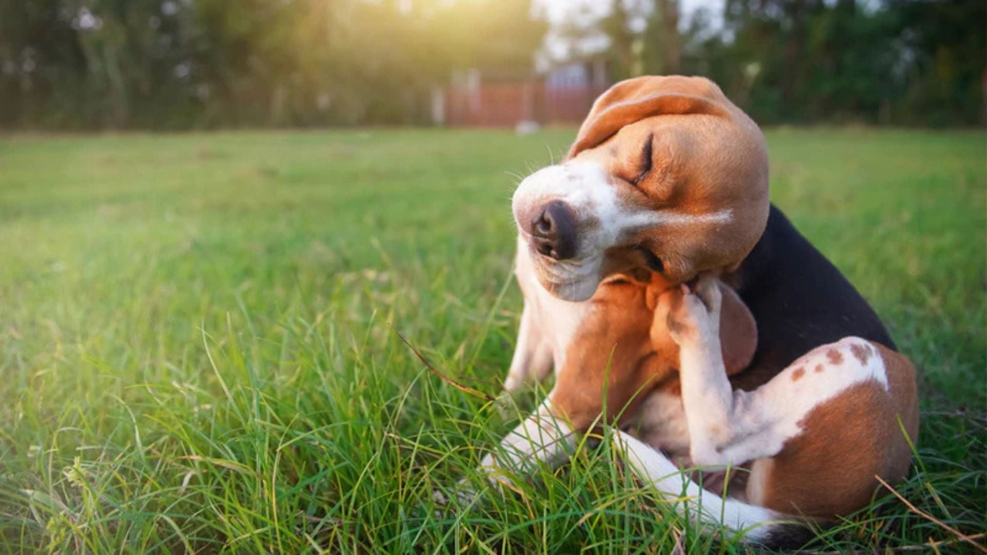 Curated visual reference: Picture Idea: Allergic Reactions In Dogs How To Treat Skin Irritation