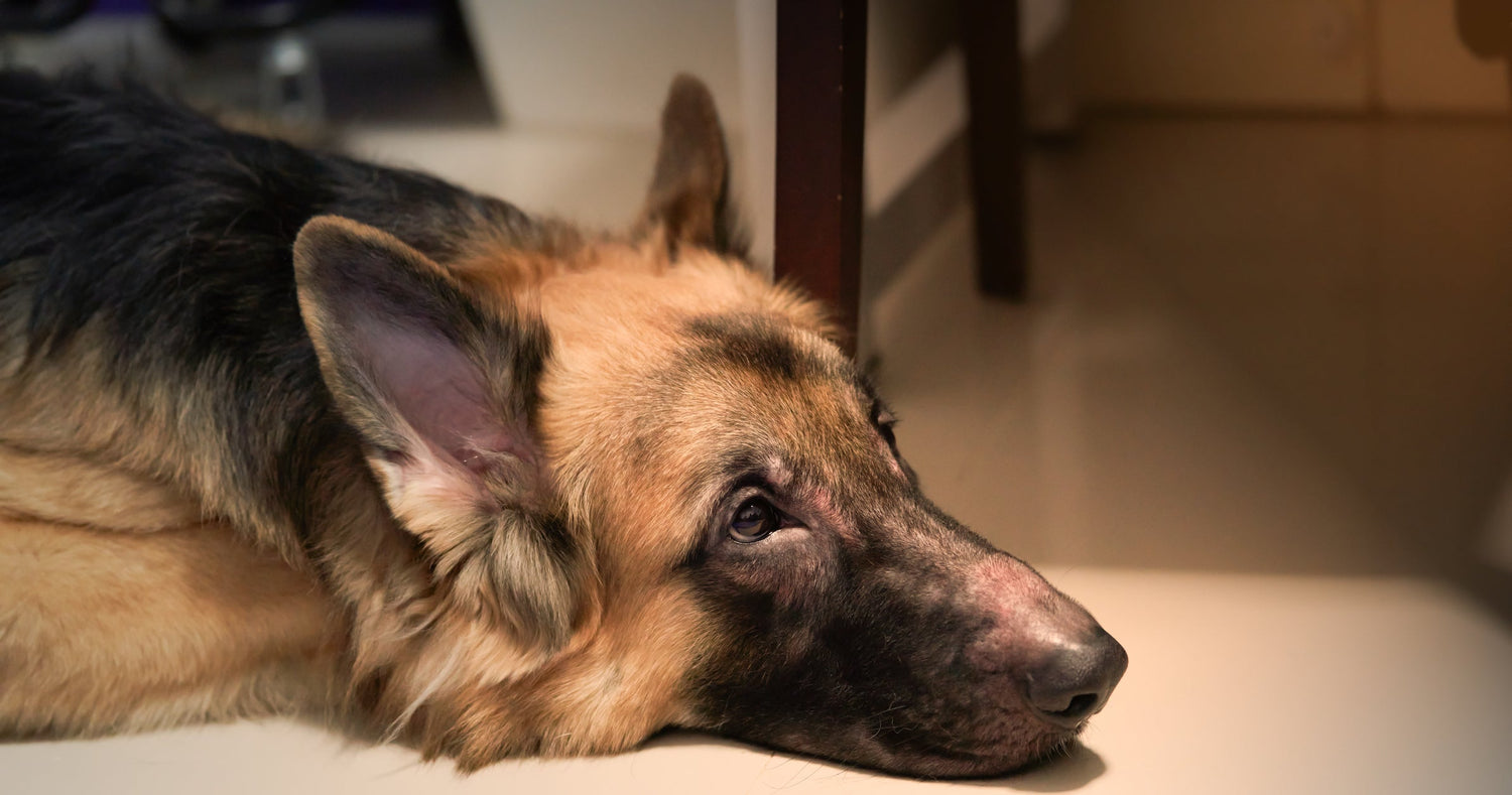Dog’s Eczema